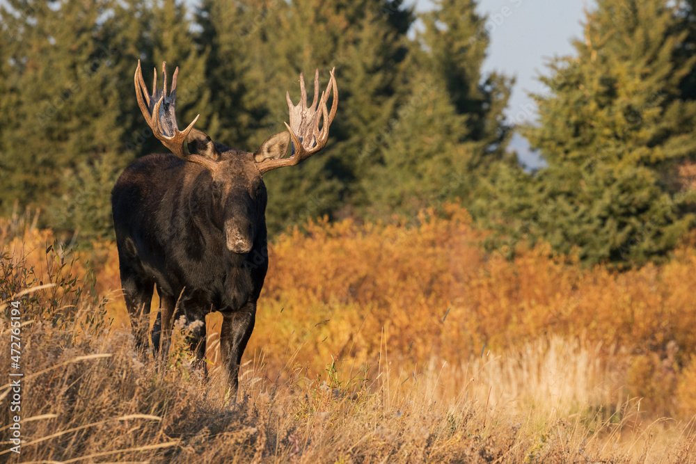 Shiras bull moose Shiras bull moose