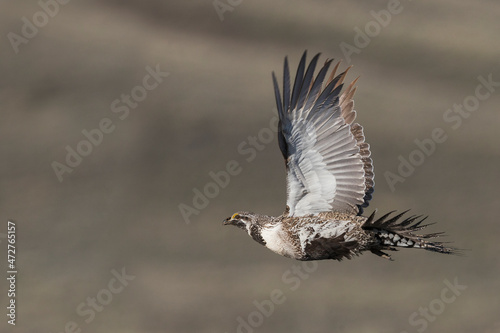 Fototapet Greater sage grouse flying