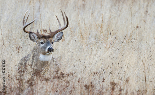 White-tailed deer buck