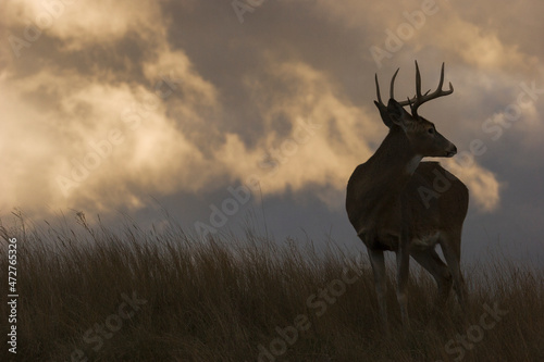 White-tailed deer  stormy silhouette