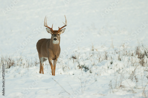 Φωτογραφία White-tailed deer buck