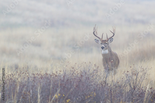 Foggy morning buck  white-tailed deer