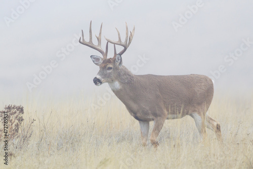 White-tailed deer buck  foggy morning