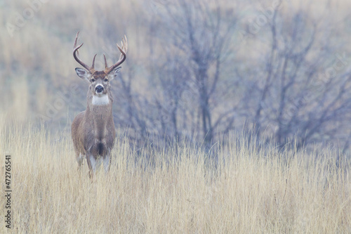 White-tailed deer buck, foggy morning © Danita Delimont