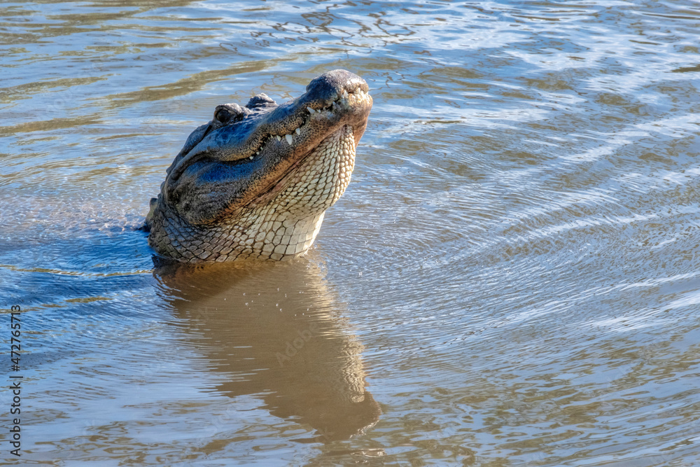 Fototapeta premium American alligator, Florida