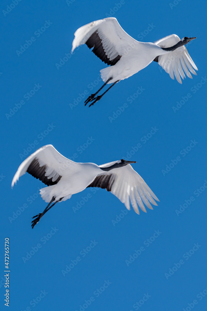 Obraz premium Hokkaido red cranes