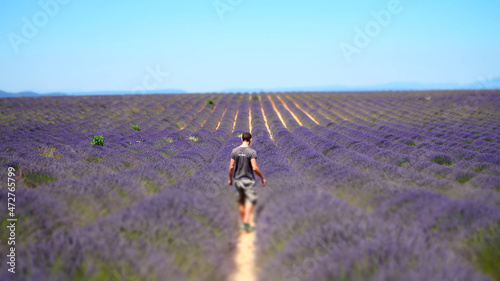 Valensole lavender Fields in Alpes-de-Haute-Provence of southeastern France.