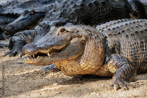 American alligator  Florida