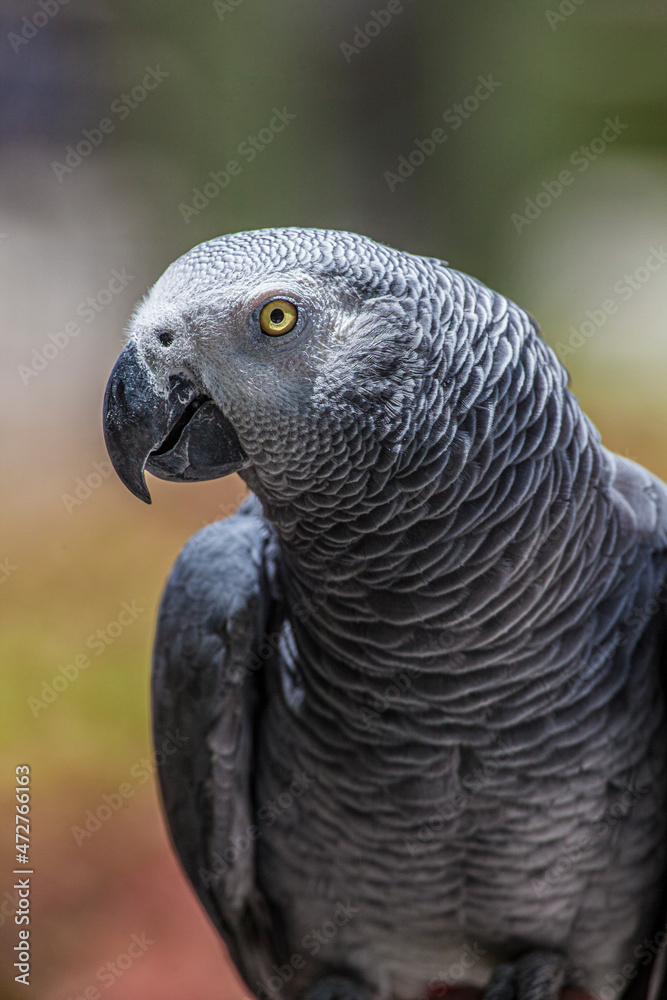 Obraz premium African grey parrot showing it's beautiful plumage and bright yellow eyes.