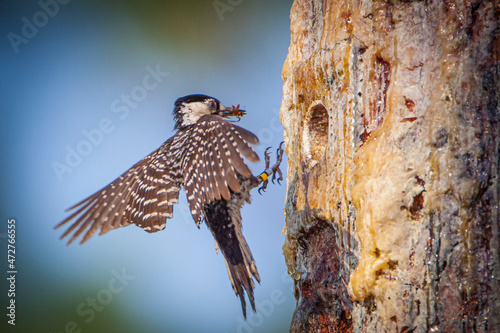 The endangered red-cockaded woodpecker only nests in cavities made in live pine trees. photo