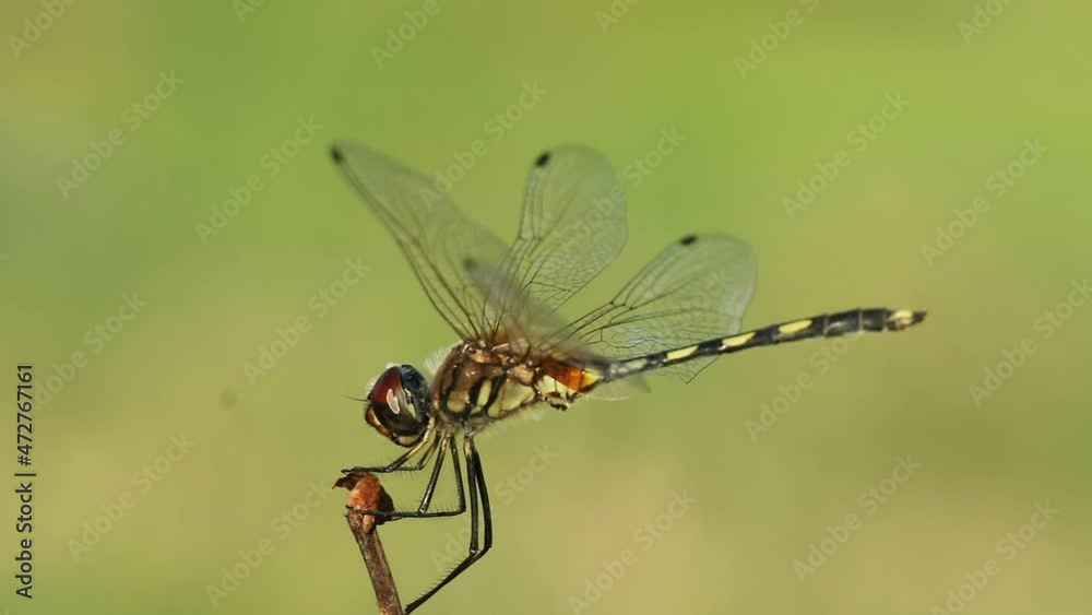 close up of a dragonfly close up of a dragonfly
