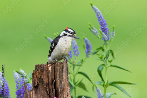 Vászonkép Downy woodpecker male on fence post near garden Marion County, Illinois