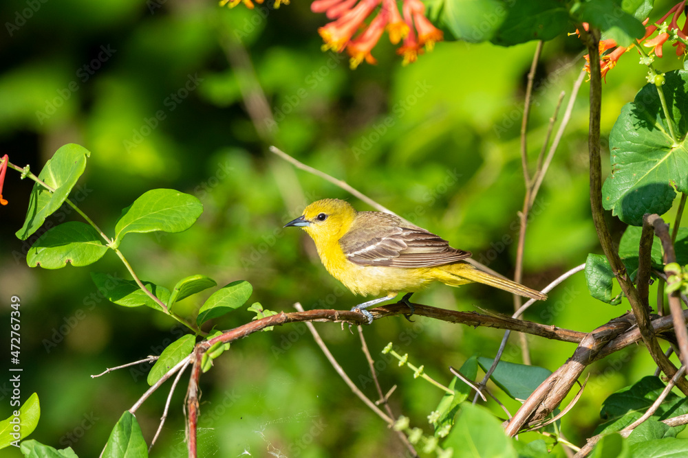 Obraz premium Orchard oriole female getting nectar on Dropmore Scarlet Honeysuckle, Marion County, Illinois