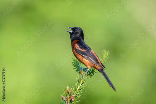 Orchard oriole male singing in spruce tree Marion County, Illinois