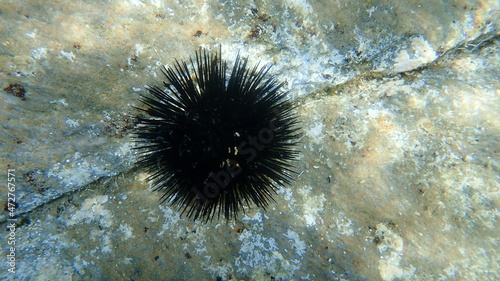Black sea urchin (Arbacia lixula) undersea, Aegean Sea, Greece, Halkidiki
