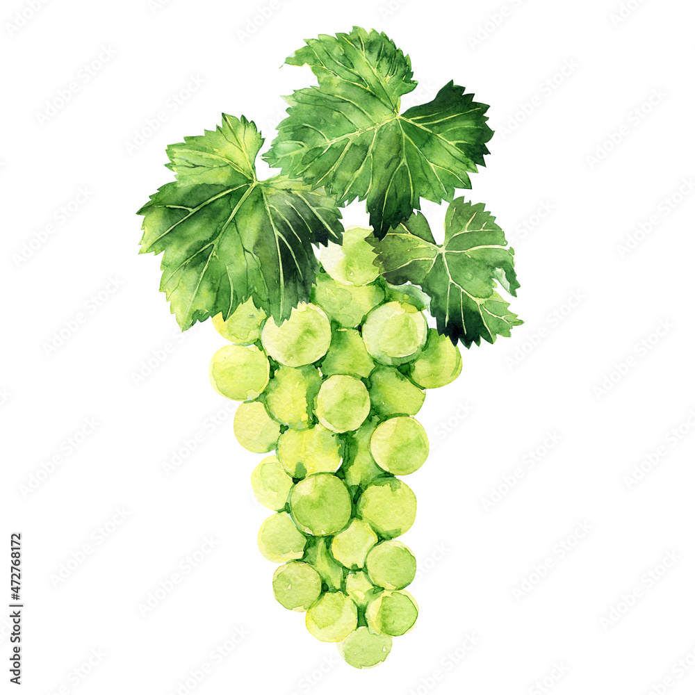 Obraz premium Watercolor illustration with grape brushes, branches and leaves of various grape varieties