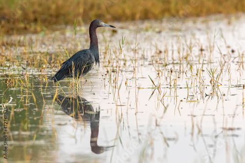 Belize, Crooked Tree Wildlife Sanctuary, Little Blue Heron (Egretta caerulea). photo