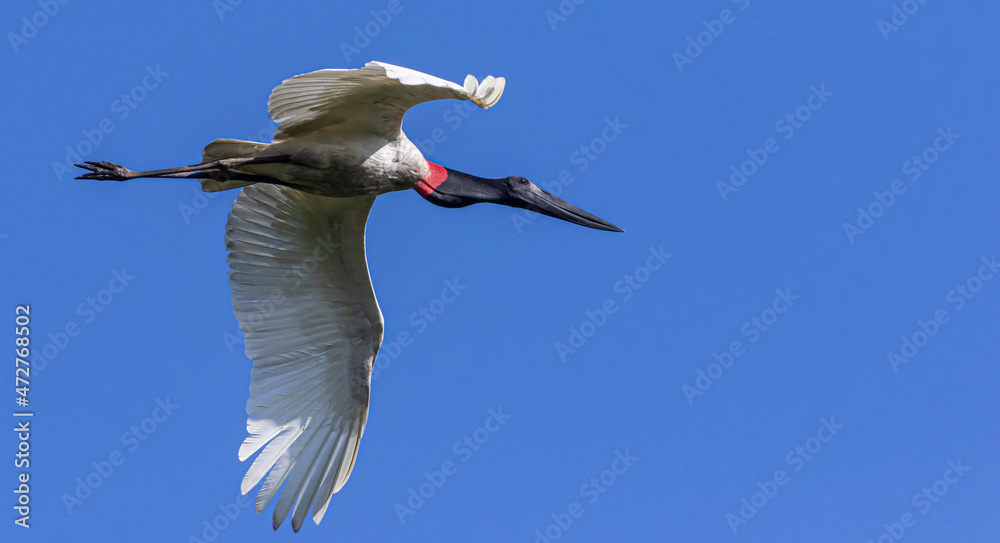 Fototapeta premium Belize, Crooked Tree Wildlife Sanctuary, Jabiru stork (Jabiru mycteria).