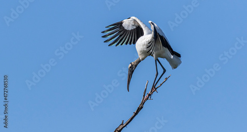 Belize, Crooked Tree Wildlife Sanctuary, Wood Stork (Mycteria americana).