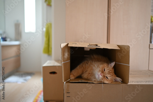 箱の中に入る猫（マンチカン）
