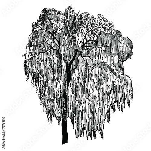 Weeping willow tree.  Vintage engraving illustration. Black and white vector sketch .