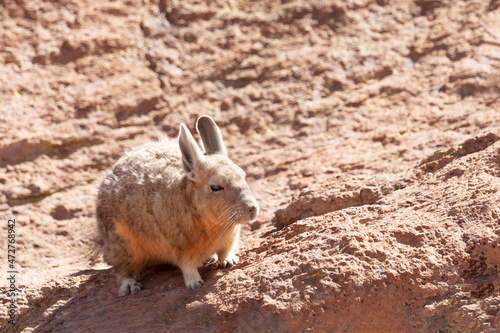 Bolivia, Atacama Desert, viscacha or vizcacha. This rodent is found in rocky areas in Bolivia. photo
