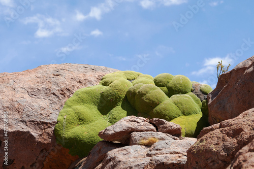 Bolivia, Atacama Desert, llareta or Yareta. This green, round plant is made up of densely packed flower stems and grows extremely slowly. These plants may be up to 3000 years old. photo