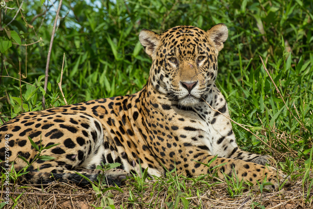 Brazil, Pantanal. Resting wild jaguar close-up. Brazil, Pantanal. Resting wild jaguar close-up.