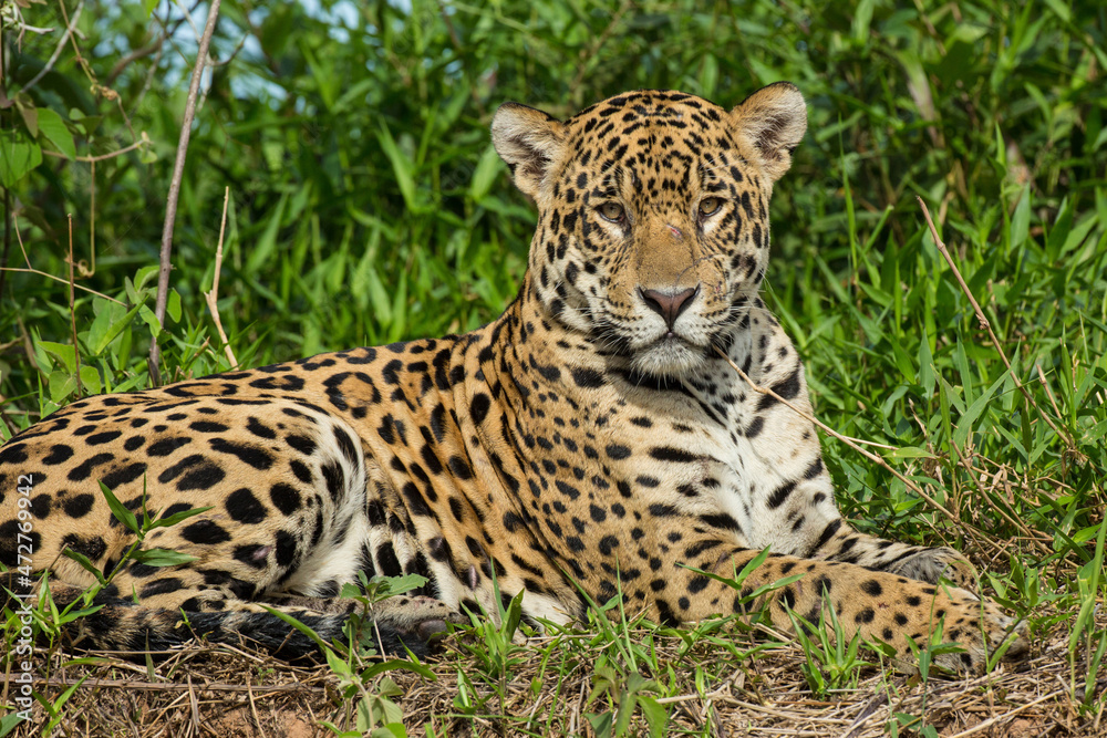 Naklejka premium Brazil, Pantanal. Resting wild jaguar close-up.