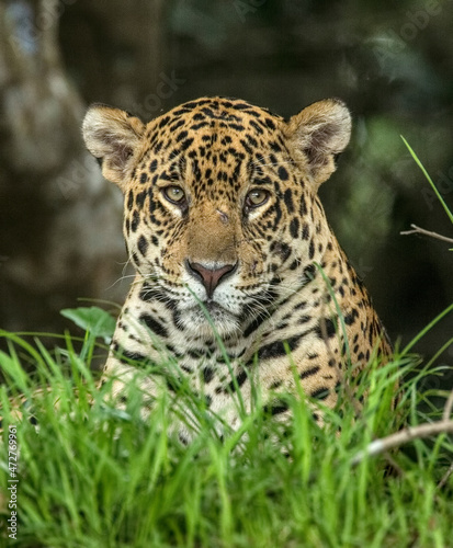 Brazil, Pantanal. Wild jaguar close-up.