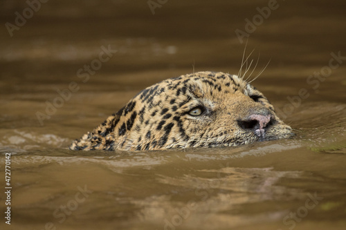 Fotografie, Tablou Brazil, Pantanal. Close-up of wild jaguar swimming in river.