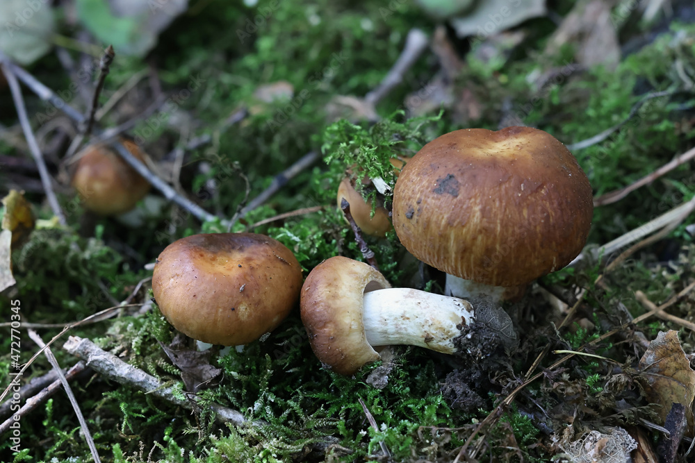 Russula foetens, known as the Stinking Russula or Stinking Brittlegill
Russula foetens, known as the Stinking Russula or Stinking Brittlegill