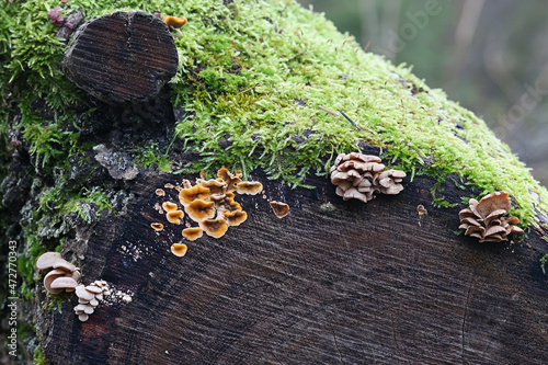 Panellus stipticus, known as the bitter oyster, and Stereum hirsutum, known as false turkey tail, wild mushrooms from Finland photo