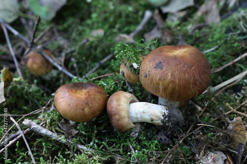 Russula foetens, known as the Stinking Russula or Stinking Brittlegill 