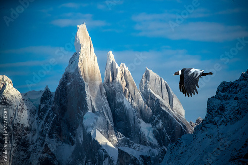 South America, Chile, Patagonia. Andean condor and mountains in Torres del Paine National Park. photo
