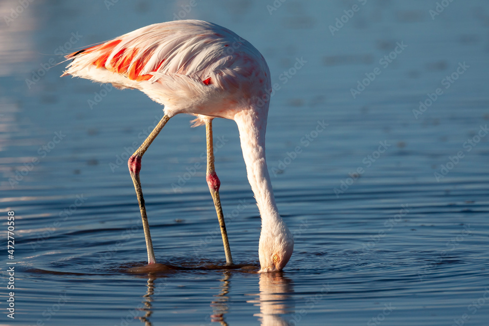 Chile, Salar de Atacama, Los Flamencos National Reserve, Chilean flamingo, Phoenicopterus chilensis. Portrait of a Chilean flamingo with its red joints foraging in the shallow water.