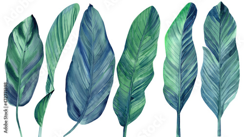 Illustration set of tropical leaves isolated on white background. Watercolor colorful plant. Botanical elements