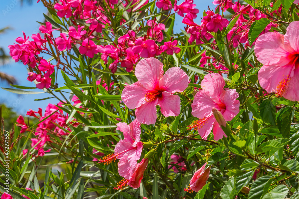 Seminole pink tropical hibiscus flowers green leaves, Easter Island, Chile. Tropical hibiscus has many varieties. Seminole pink tropical hibiscus flowers green leaves, Easter Island, Chile. Tropical hibiscus has many varieties.