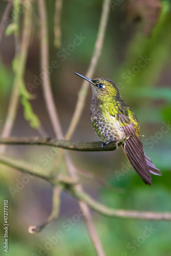 Ecuador. Fawn-breasted brilliant hummingbird female in cloud forest. Guango Lodge