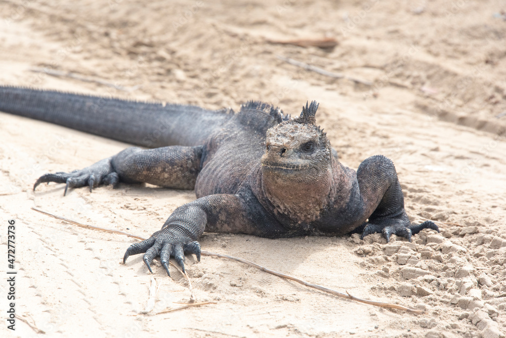 Ecuador, Galapagos Islands. Marine iguana stops in tire tracks Puerto Villamil Isabela Island. Ecuador, Galapagos Islands. Marine iguana stops in tire tracks Puerto Villamil Isabela Island.
