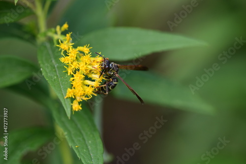 wasp on a yellow flower © CarloEmanuele