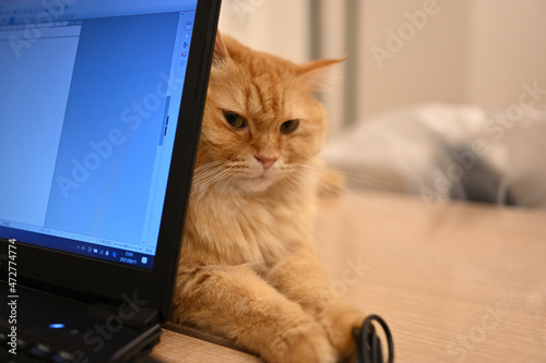 パソコンと猫