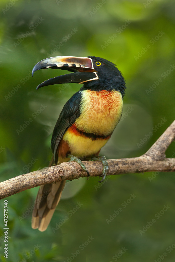 Obraz premium Central America, Costa Rica. Collared aracari toucan on limb.