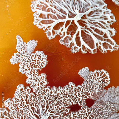Fotografie closeup photo of bacterial colonies grown on yello agar media
