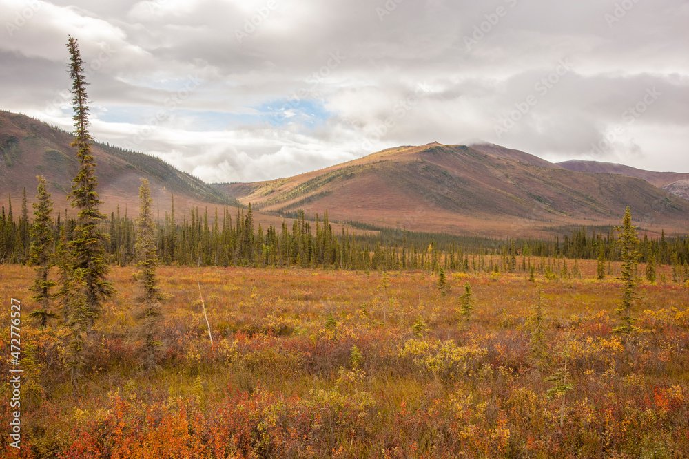 USA, Alaska. Fall colors in the tundra on the Dalton Highway to Prudhoe Bay on the North Slope.