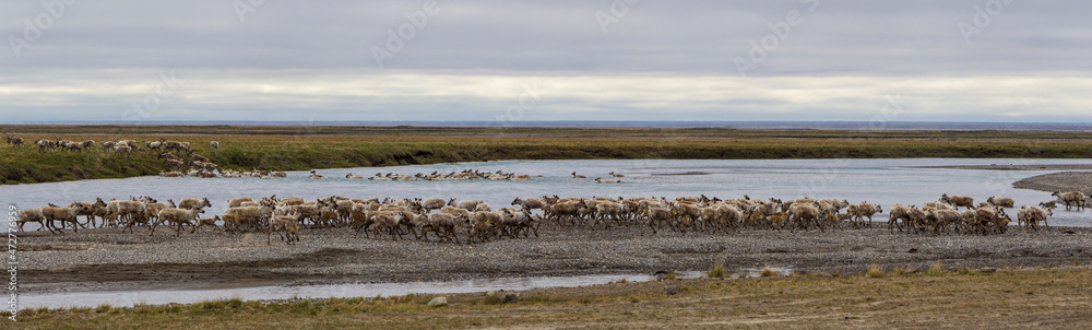 USA, Alaska. Caribou of the Porcupine Herd on the North Slope crossing the Sag River near Prudhoe Bay. USA, Alaska. Caribou of the Porcupine Herd on the North Slope crossing the Sag River near Prudhoe Bay.