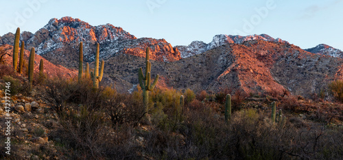 USA, Arizona, Catalina State Park, saguaro cactus, Carnegiea gigantea. Giant saguaro cacti grow along the edge of the mountains. © Danita Delimont