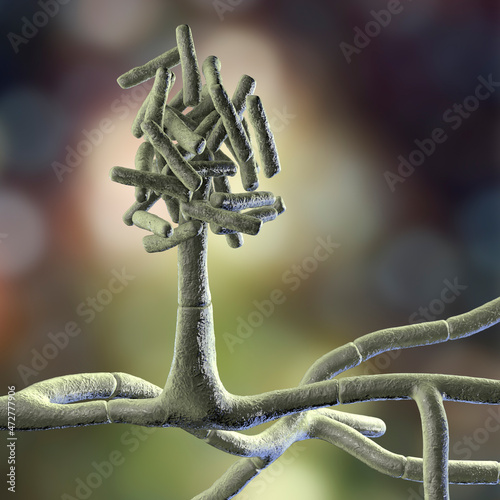 Microscopic fungi Hormographiella, scientific illustration photo