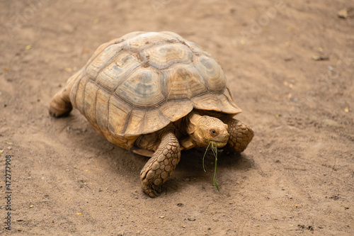 african spurred tortoise (Geochelone sulcata) resting in garden