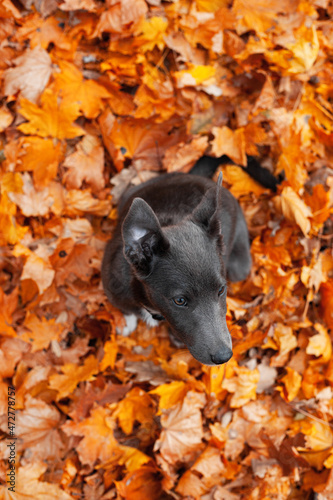 Gray puppy with white breasts in fallen orange leaves
